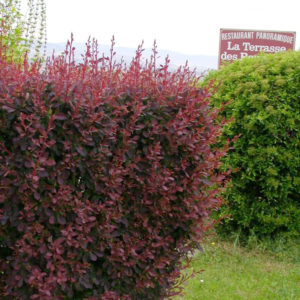 Барбарис тунберга Атропурпуреа <br>Berberis thunbergii Atropurpurea