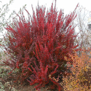 Барбарис тунберга Ред Рокет <br>Berberis thunbergii Red-Rocket