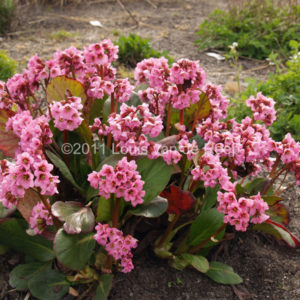 Бадан Рози Клос<br>Bergenia Rosi Klose