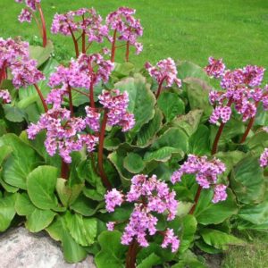 Бадан сердцелистный Ротблюм<br>Bergenia cordifolia Rotblum