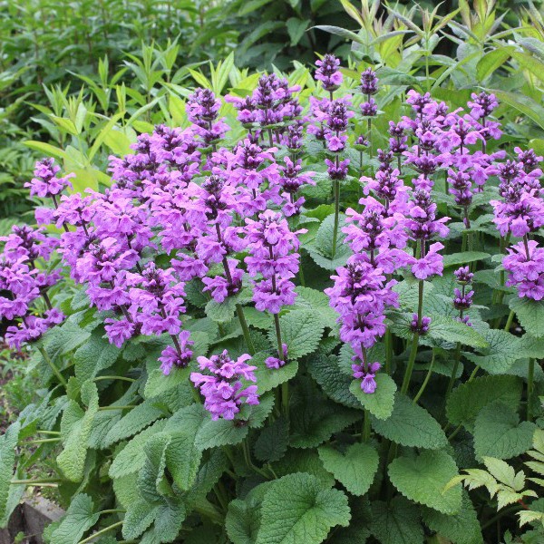 Купить Буквица Betonica grandiflora - в питомнике ФлориниПитомник ...