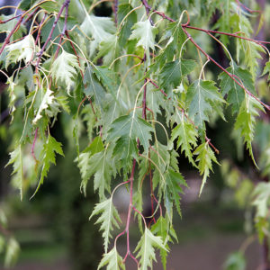 Береза Далекарлийская Betula dalecarlica