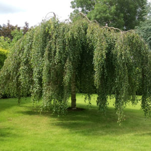 Береза повислая Юнги <br>Betula pendula Youngii