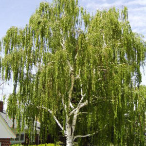 Береза повислая <br>Betula pendula