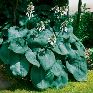 Хоста Биг Дадди<br>Hosta Big Daddy