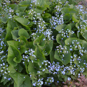 Брунера сибирская <br>Brunnera sibirica