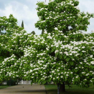 Катальпа бигнониевидная <br>Catalpa bignonioides