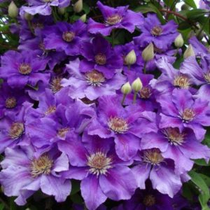 Клематис Ашва <br>Clematis Ashva