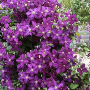 Клематис Джекмани<br>Clematis Jackmanii