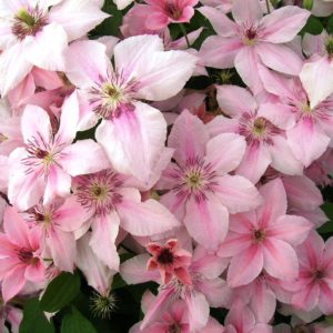 Клематис Пинк Фентези<br>Clematis Pink Fantasy