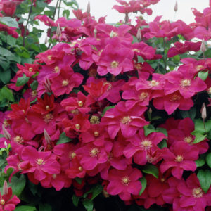 Клематис Руж Кардинал<br>Clematis Rouge Cardinal