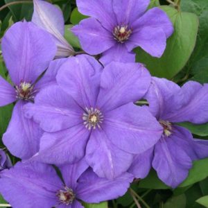 Клематис Сему<br>Clematis Semu