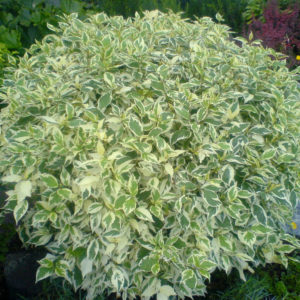 Дерен белый Элегантисима <br>Cornus alba Elegantissima