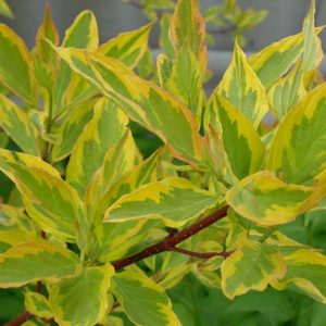 Дерен белый Гоушульт <br>Cornus alba Gouchaultii