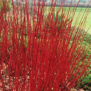 Дерен белый Сибирика <br>Cornus alba Sibirica