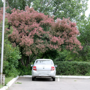 Скумпия кожевенная <br>Cotinus coggygria