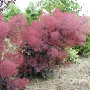 Скумпия кожевенная Роял Перпл <br>Cotinus coggygria Royal Purple