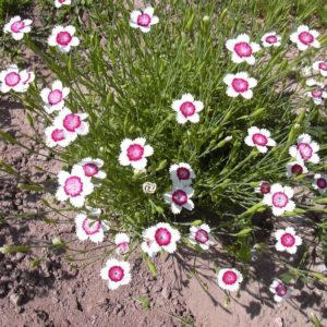 Гвоздика травянка (бело-розовая) <br>Dianthus deltoides