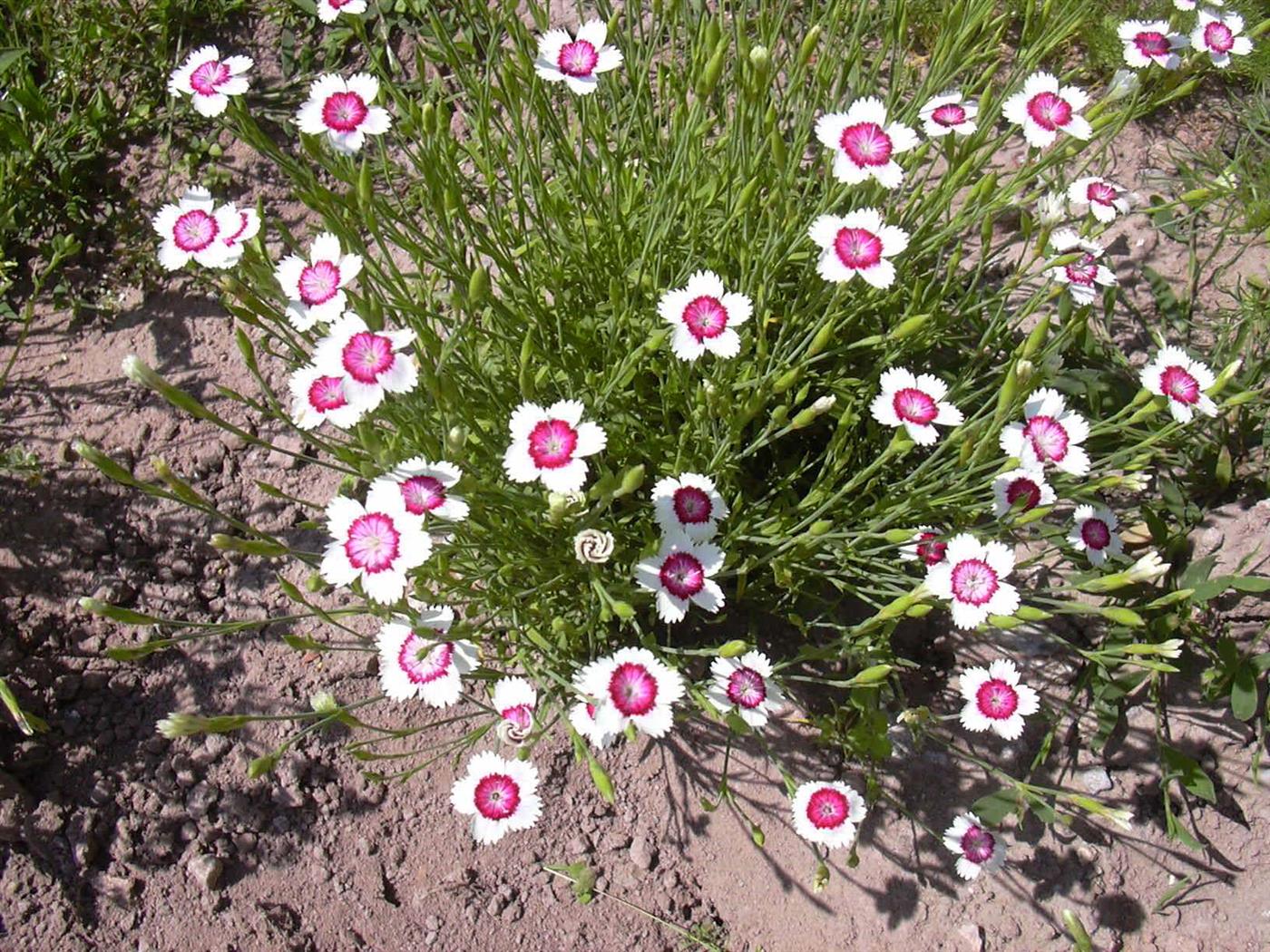 Купить Гвоздика травянка (бело-розовая) Dianthus deltoides - в питомнике Флорини