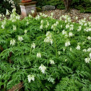 Дицентра красивая Аврора <br>Dicentra formosa Aurora