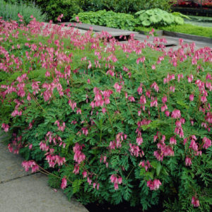 Дицентра красивая  Лакшариэнт <br>Dicentra formosa Luxuriant