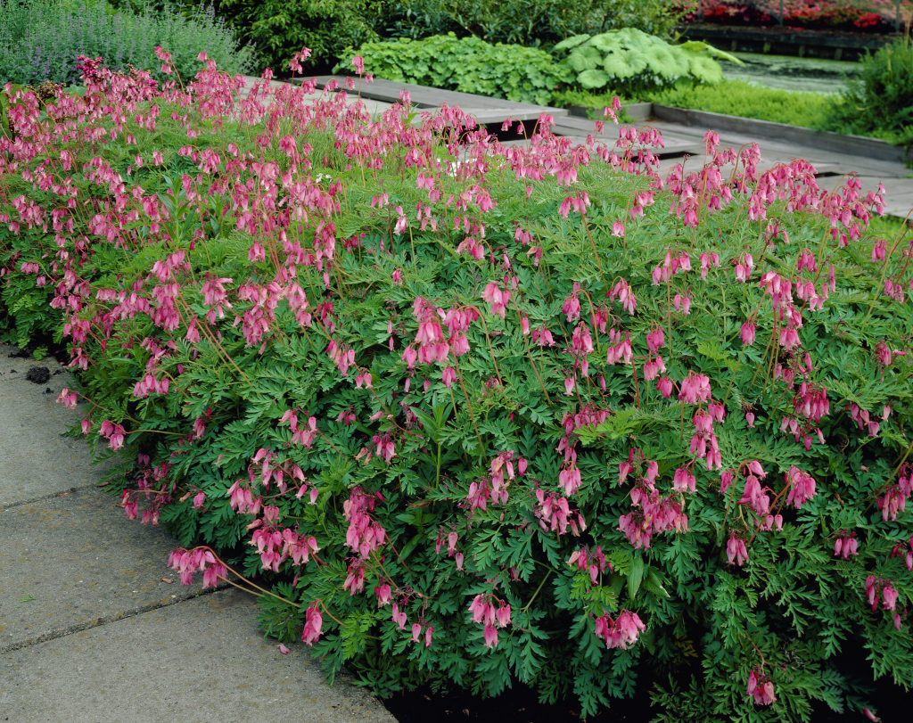 Купить Дицентра красивая Лакшариэнт Dicentra formosa Luxuriant - в .