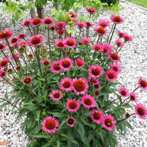 Эхинацея Винтаж Вин<br>Echinacea Vintage Wine