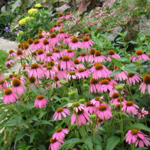 Эхинацея пурпурная <br>Echinacea-purpurea