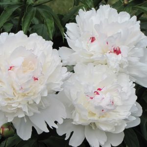 Пион Фестива Максима <br>Peonia Festiva Maxima