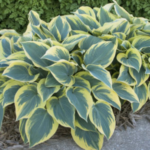 Хоста Фирст Фрост<br>Hosta First Frost