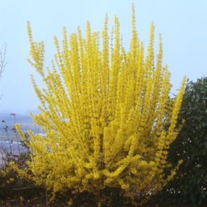 Форзиция Вик Энд <br>Forsythia Intermedia Week End