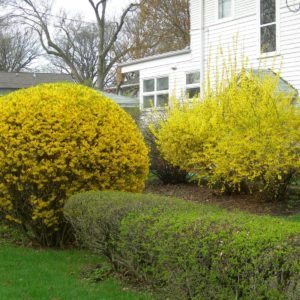 Форзиция Линвуд<br>Forsythia Linwood