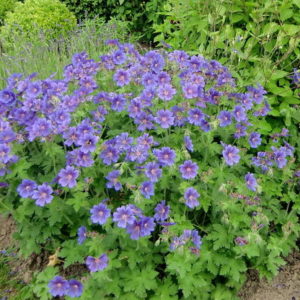 Герань гималайская Беби Блю <br>Geranium himalayense Baby Blue