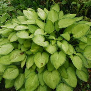 Хоста Голд Стандарт<br>Hosta Gold-Standard