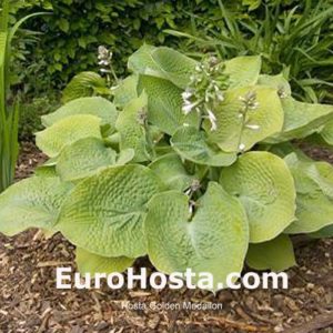 Хоста Голден Медальон<br>Hosta Golden Medallion