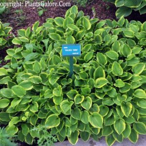 Хоста Голден Тиара<br>Hosta Golden Tiara