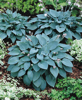 Хоста Халцион<br>Hosta Halcyon