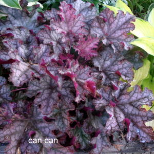 Гейхера Кан Кан <br>Heuchera Can-Can