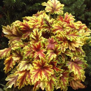 Гейхера Голден Зебра <br>Heuchera Golden Zebra