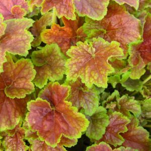 Гейхера Миракл <br>Heuchera Miracle