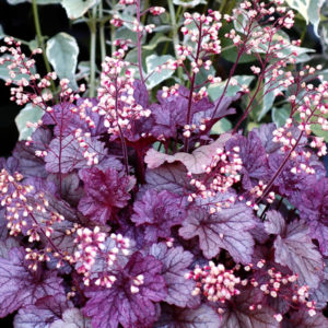 Гейхера Шанхай<br>Heuchera Shanghai