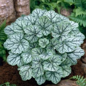 Гейхера Венус<br>Heuchera Venus