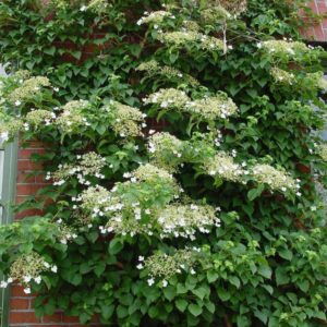 Гортензия черешковая <br>Hydrangea petiolaris