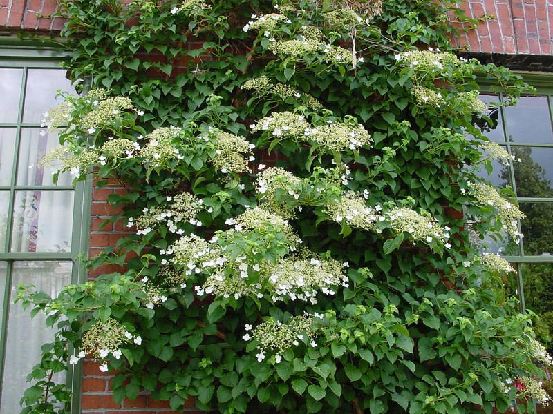  Hydrangea Petiolaris 