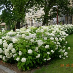 Гортензия древовидная Аннабель <br>Hydrangea arborescens Annabelle