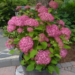 Гортензия древовидная Пинк Анабель <br>Hydrangea arborescens Pink Anabelle