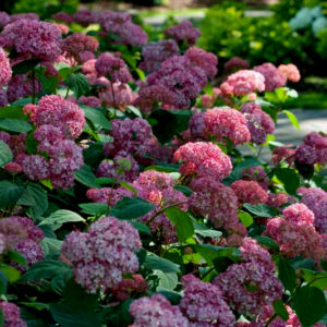 Гортензия древовидная Бэлла Анна <br>Hydrangea arborescens Вella Anna