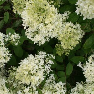 Гортензия метельчатая Дентель де Горон <br>Hydrangea paniculata  Dentelle de Gorron