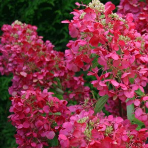 Гортензия метельчатая Даймонд Руж <br>Hydrangea paniculata Diamond Rouge