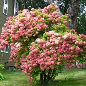 Гортензия метельчатая Грандифлора <br>Hydrangea paniculata Grandiflora